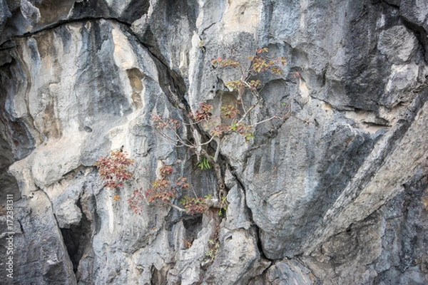 Fototapeta rock in Halong Bay