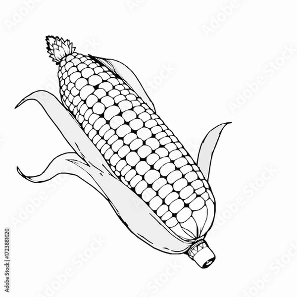 Fototapeta Black and white illustration of an ear of corn with husks