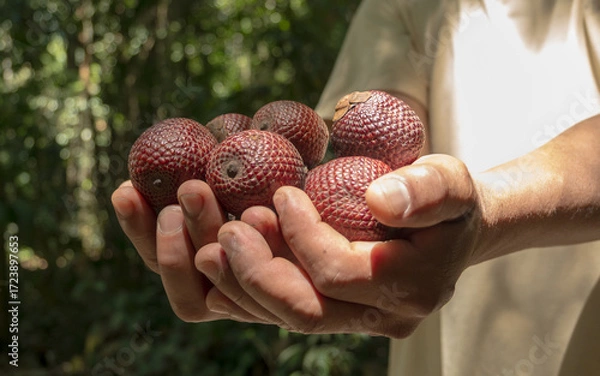 Fototapeta Aguaje or Buriti, an Amazonian fruit from the Mauritia flexuosa palm, sustainably harvested by Amazonian communities in Madre de Dios; a superfruit with skin-benefiting properties, used in cosmetics