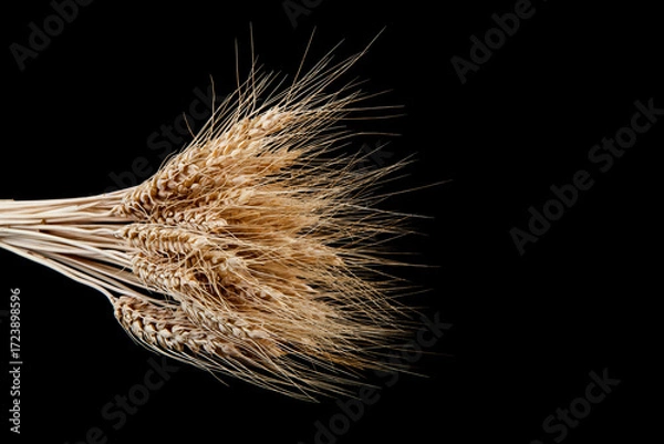 Fototapeta Spikelets of wheat isolated on black background.