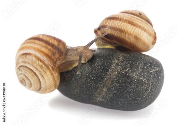 Fototapeta Snails on a stone isolated on white background.