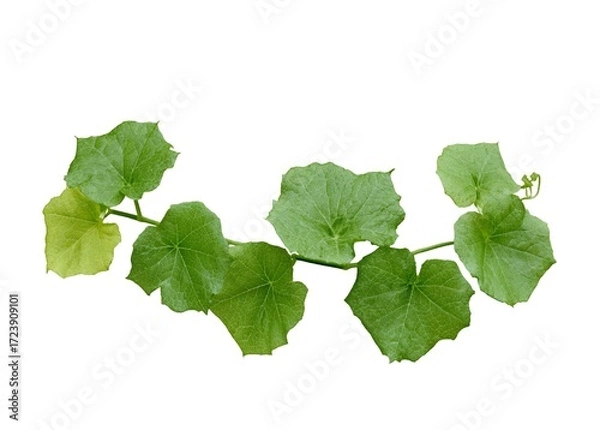 Fototapeta Vine Plant