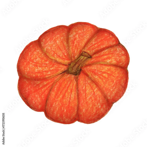 Obraz Pumpkin Isolated on white background. Hand drawn pumpkin Watercolor. Vegetables, harvest, colored botanical illustration.
