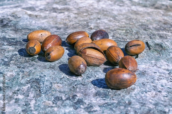 Fototapeta Close-up of dry oak acorns against a stone surface.