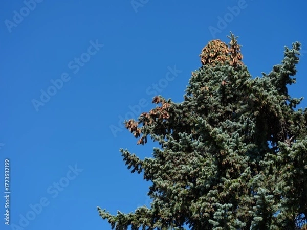 Fototapeta Top of spruce tree with cones against a blue sky.