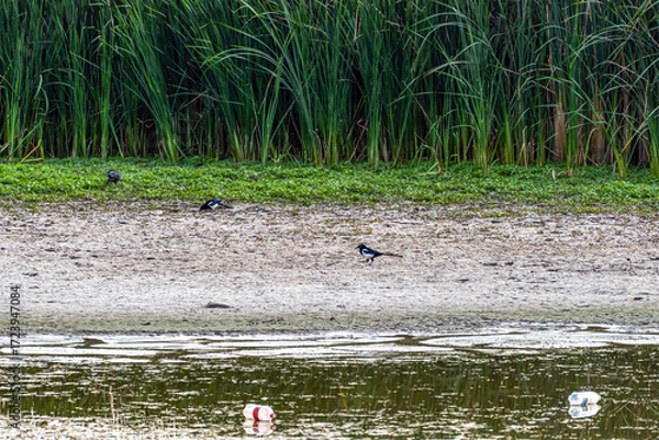 Fototapeta Three Eurasian magpies forage on the muddy bank of a serene lake, framed by lush green reeds in the background. In the foreground there is floating garbage - plastic bottles, environmental pollution.