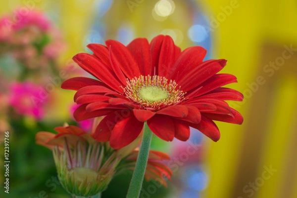 Obraz Gerbera Macro