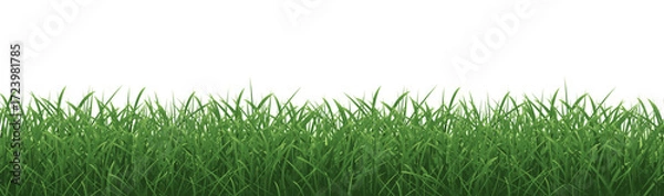 Fototapeta Grass Border And Isolated White Background
