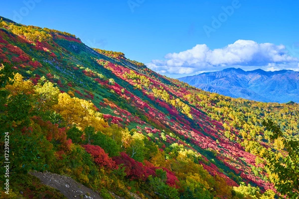 Obraz 銀泉台の紅葉
