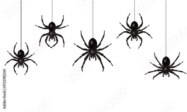 Fototapeta Spider Border And Isolation White Background