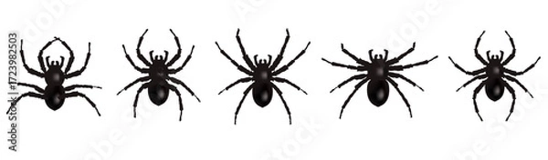 Fototapeta Spider Set Isolation White Background