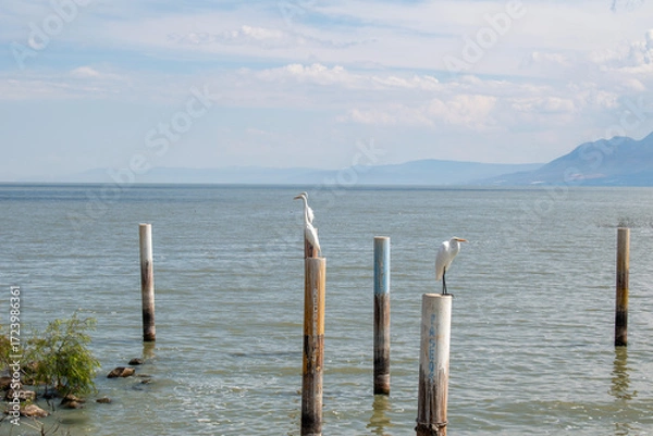 Fototapeta Two white egrets resting on poles in Lake Chapala near Jocotepec, Jalisco, Mexico
