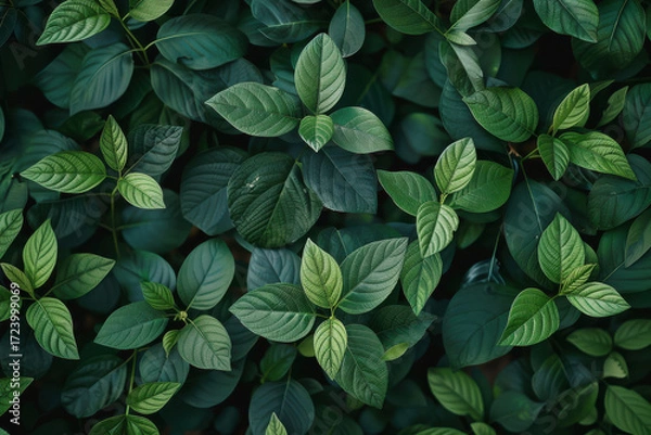 Fototapeta close up horizontal image of green leaves pattern background