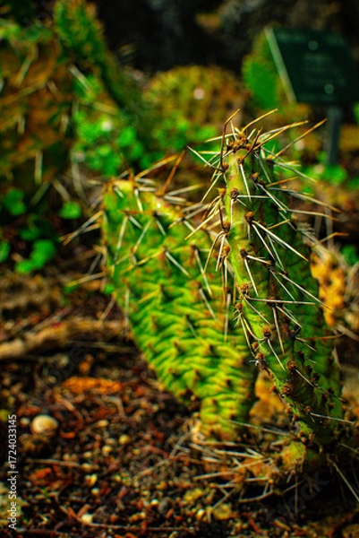 Fototapeta Cacti thrive in Danish garden showcasing unique plant life and vibrant colors