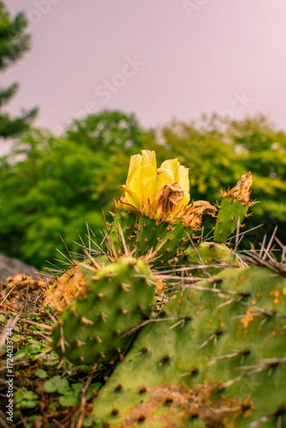 Fototapeta Cactus flower blooming in the serene landscape of Denmark during springtime