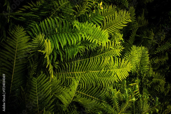 Fototapeta Green ferns create a lush pattern in a Danish forest during a sunny afternoon