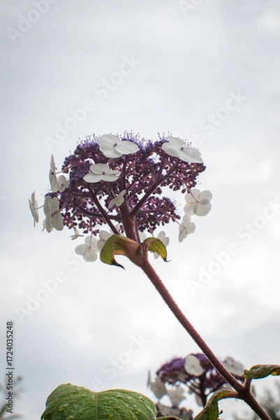 Fototapeta Colorful blooming hydrangea flower captured in Denmark, showcasing stunning violet and white petals under cloudy sky