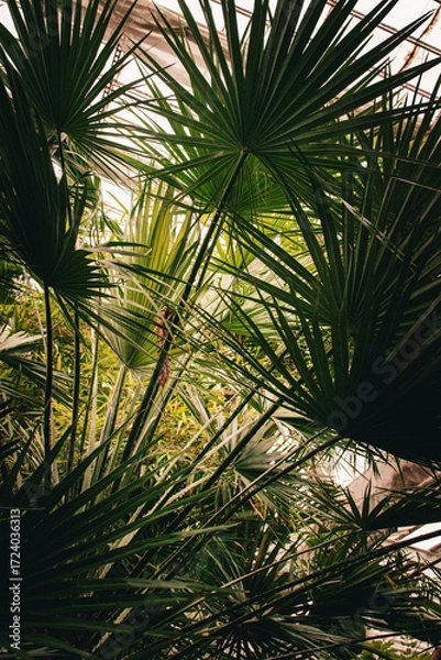 Fototapeta Lush green palm trees creating a tropical atmosphere in Denmark's botanical garden