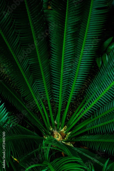 Fototapeta Exploring the vibrant greenery of Denmark's botanical gardens in a peaceful setting