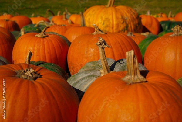 Obraz pumpkins in a field