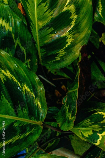 Fototapeta Vibrant green leaves showcase rich patterns in a Danish garden during the afternoon light
