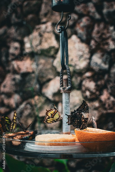 Fototapeta Butterflies gather around fruit in a serene setting in Denmark