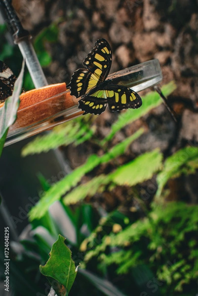 Fototapeta Colorful butterfly resting on a fruit slice near lush greenery in Denmark