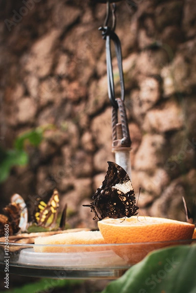 Fototapeta Butterflies gathering on orange slices in a Danish garden during a bright sunny day