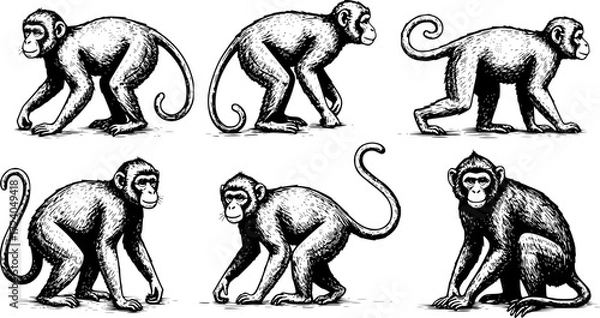 Obraz Sketched set of monkey silhouettes isolated
