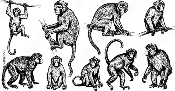 Obraz Sketched set of monkey silhouettes isolated

