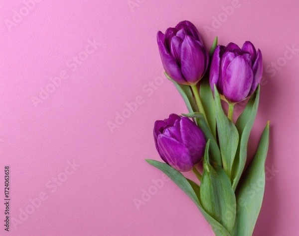 Obraz Three deep purple tulips on a soft pink background