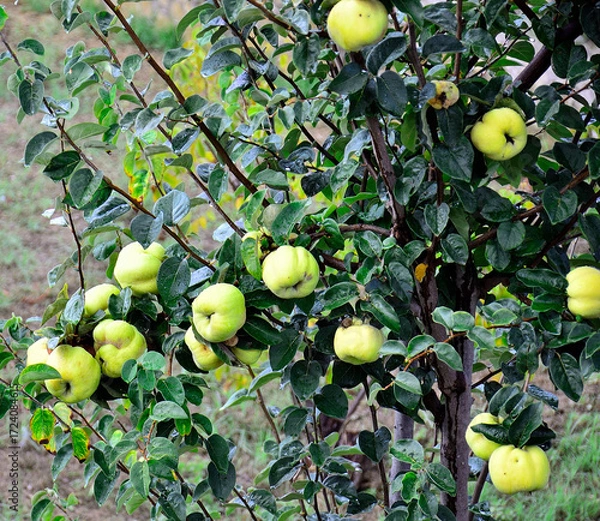 Obraz Quince tree