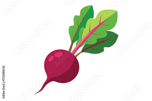 Fototapeta Single beet with green leaves extends from it against a clear, clean white backdrop