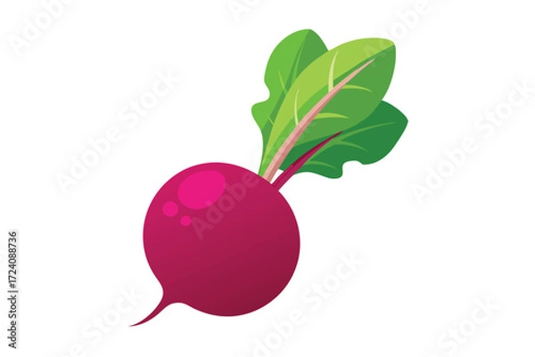 Fototapeta Single beetroot with vibrant green leaves protrudes, showing its freshness against the white backdrop
