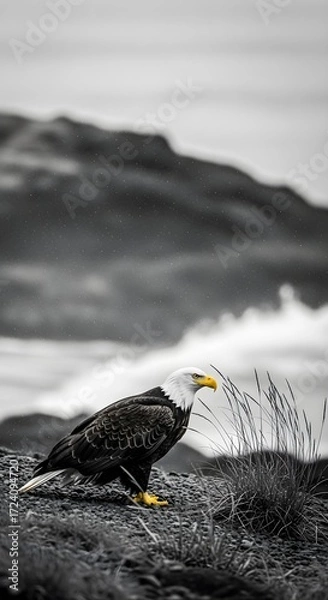 Fototapeta Striking bald eagle rests on a rugged rock, its vibrant plumage sharply contrasting with the stark, desaturated mountain wilderness, highlighting the raw beauty and power of nature