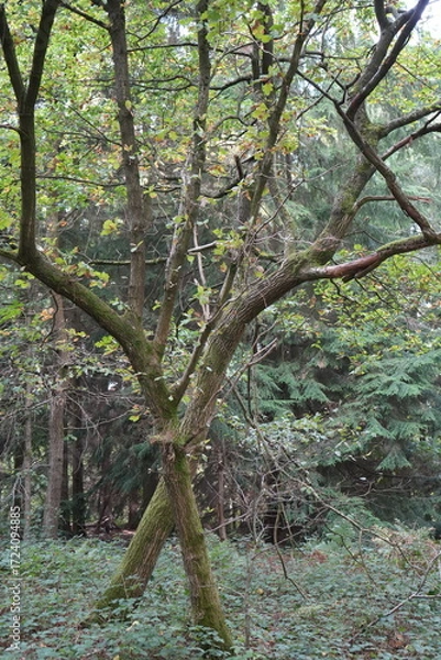 Obraz Two Oak Trees Growing Together in Clumber Park, Nottinghamshire, England: A Serene Nature Scene