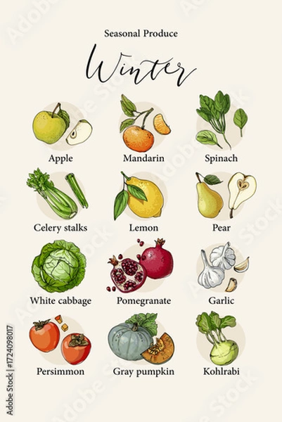 Fototapeta Vector poster with colorful hand drawn illustrations of seasonal winter produce: apple, mandarin, spinach, celery stalks, lemon, pear, white cabbage, pomegranate, garlic, persimmon, gray pumpkin