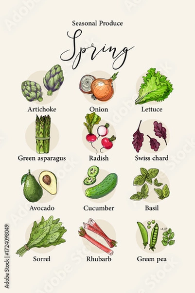 Fototapeta Vector poster with colorful hand drawn illustrations of seasonal spring produce: artichoke, onion, lettuce, green asparagus, radish, swiss chard, avocado, cucumber, basil, sorrel, rhubarb