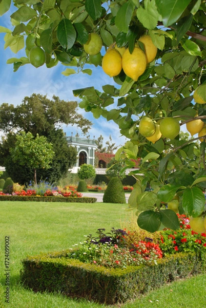 Obraz Lemon tree with ripe lemons