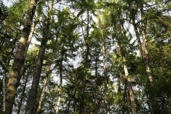 Obraz Looking Up at Tall Pine Trees in Clumber Park, Nottinghamshire, England: A Serene Woodland Nature Scene