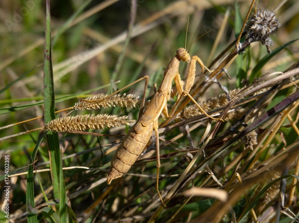 Fototapeta Close-up of praying mantis in the grass on the outskirts of Tbilisi, Georgia