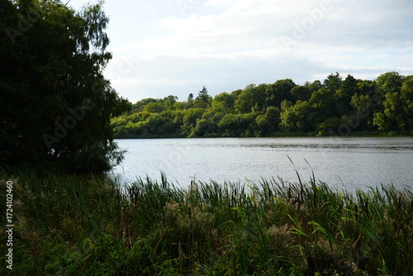Obraz Serene Lake View with Lush Green Trees and Reeds at Clumber Park, Nottinghamshire, England: A Tranquil Countryside Scene