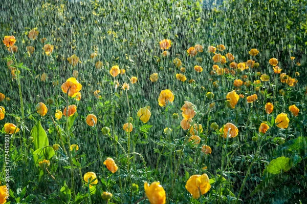 Fototapeta Trollius watering in the garden