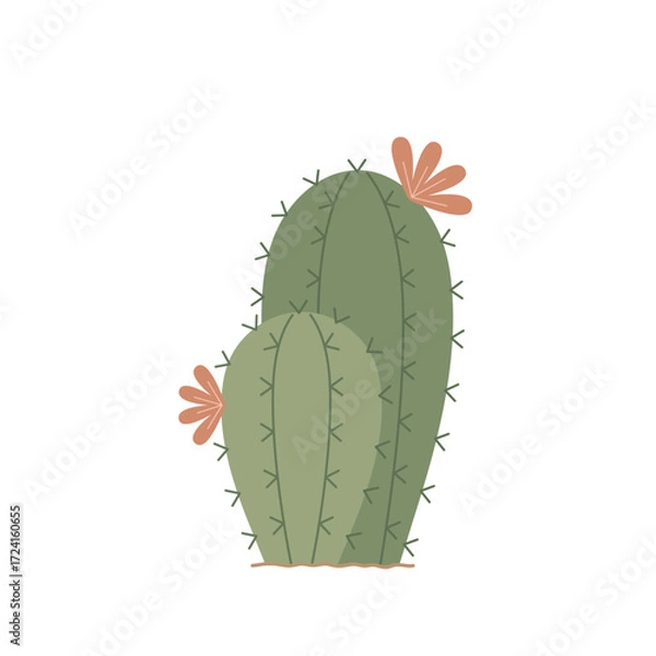 Obraz Green cactus. Two blooming cacti. Hand-drawn botanical colored flat vector illustration isolated on white background.