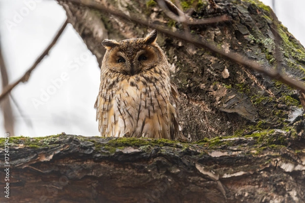 Fototapeta Long-eared owl (Asio otus), looking forward with wide opened eyes
