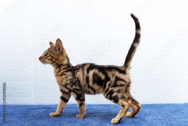 Obraz Young Savannah kitten strides on blue. Agile, sleek, and built for style.