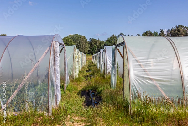 Fototapeta Rows of agricultural greenhouses covered with transparent plastic film. Protective structures in the field used for growing plants and vegetables