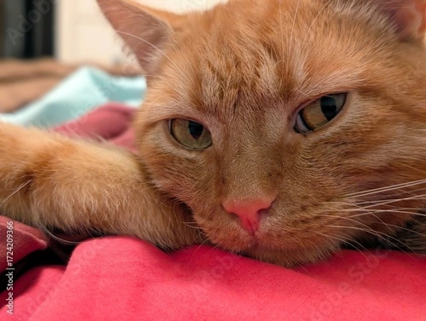 Obraz red cat sleeping