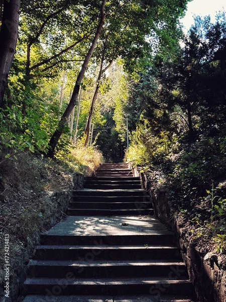 Fototapeta Stone staircase leading uphill through a forest path surrounded by tall green trees and natural light