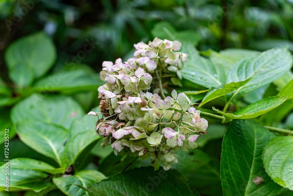 Fototapeta 白い紫陽花